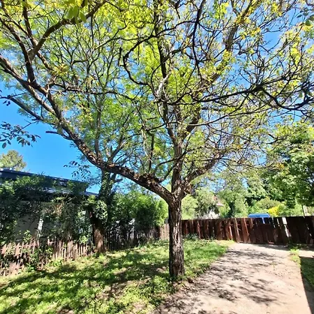 Napvirag - Koezel Mindenhez Daire *